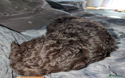 Labradoodle dogs for sale: 🐾Stunning Mini Labradoodle F1b Pups DNA Check🐾  - Image 39