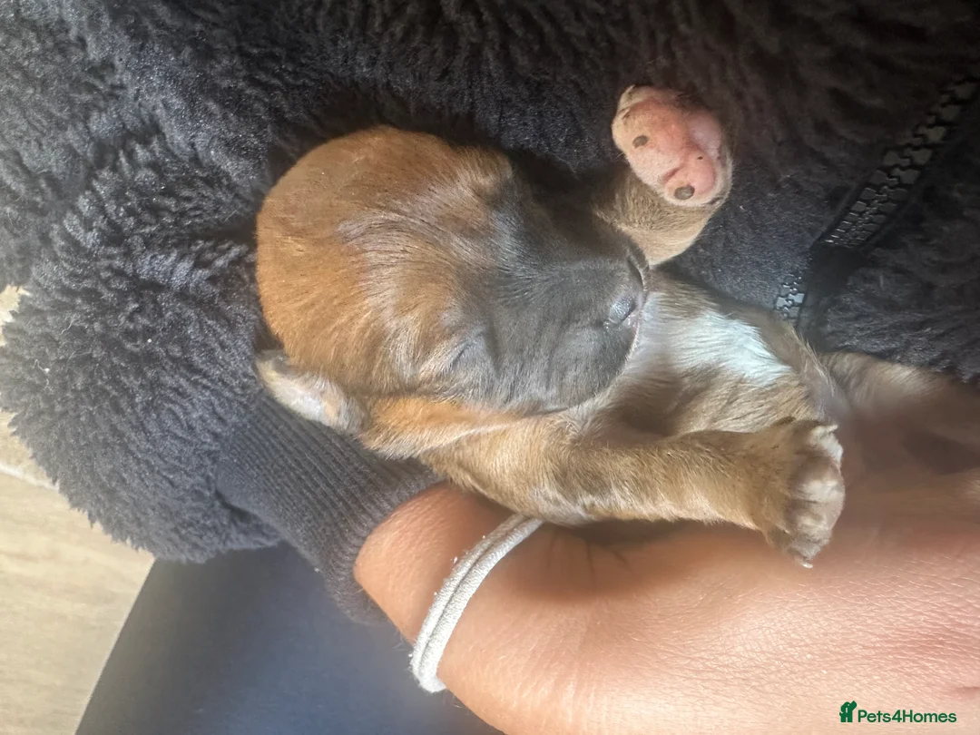 Dachshund dogs for sale: KC REG long haired miniature dachshund - Advert 2