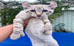 Keetso cats for sale: The best Keetso boy ever  - Image 20