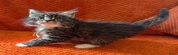 Maine Coon cats for sale: 6 Healthy Newly Born babies - Advert 13