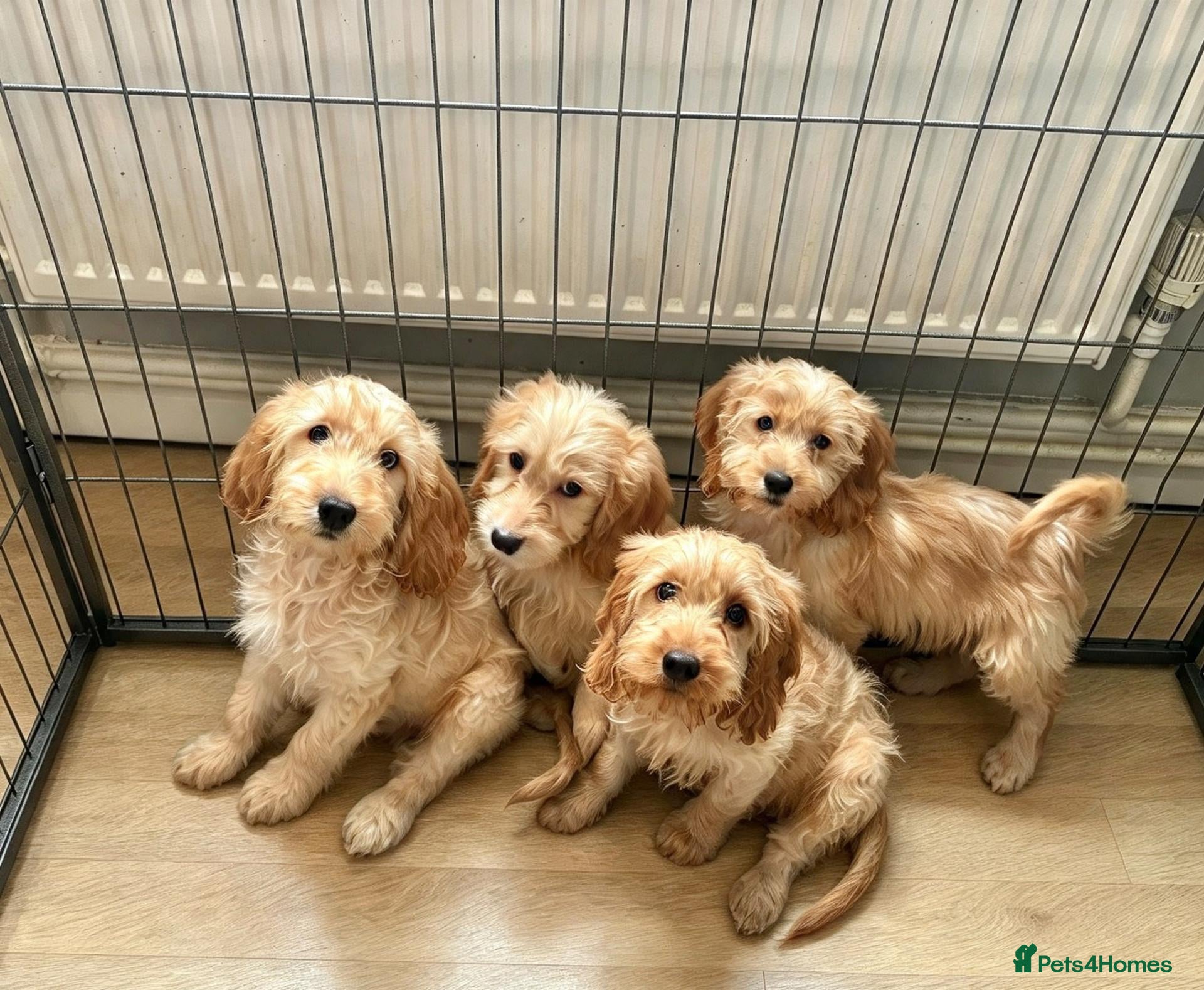 Cockapoo dogs Cockapoo Puppies Ready Now  - Advert 4