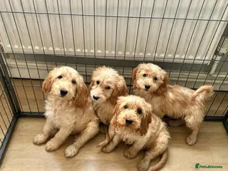 Cockapoo dogs Cockapoo Puppies Ready Now - Advert 4