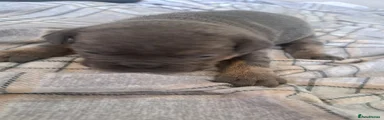 Mixed Breed Puppy 4