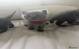 British Shorthair cats for sale: 3 chunky beautiful British shorthair  - Image 19