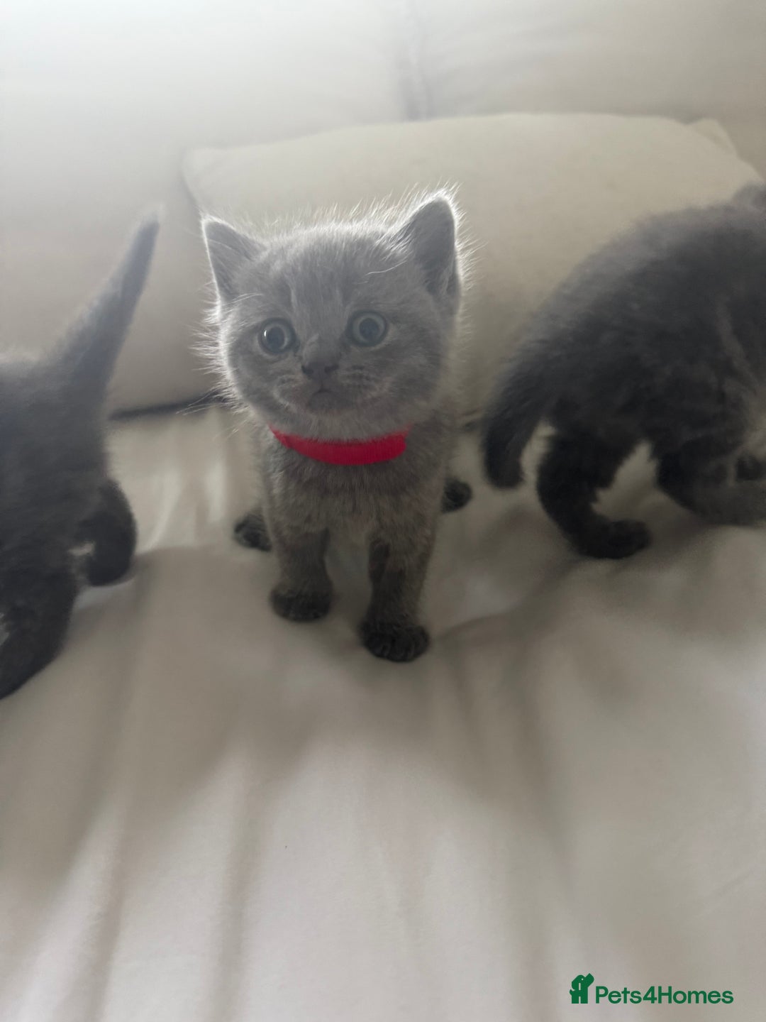 British Shorthair cats for sale: 3 chunky beautiful British shorthair  - Image 19