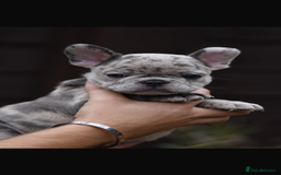French Bulldog dogs for sale: Beautiful litter of 8 French bulldog puppies - Image 28