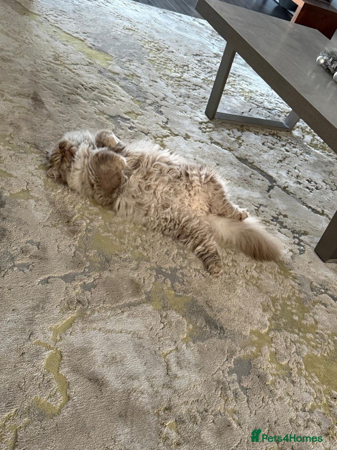 British Longhair cats for sale: 2 x British longhair brothers for sale together  - Advert 6