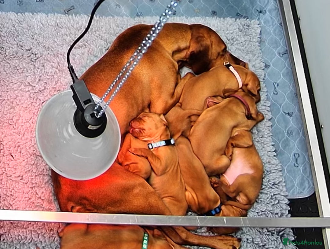 Hungarian Vizsla dogs for sale: Gorgeous KC reg Hungarian Vizsla puppies - Image 20