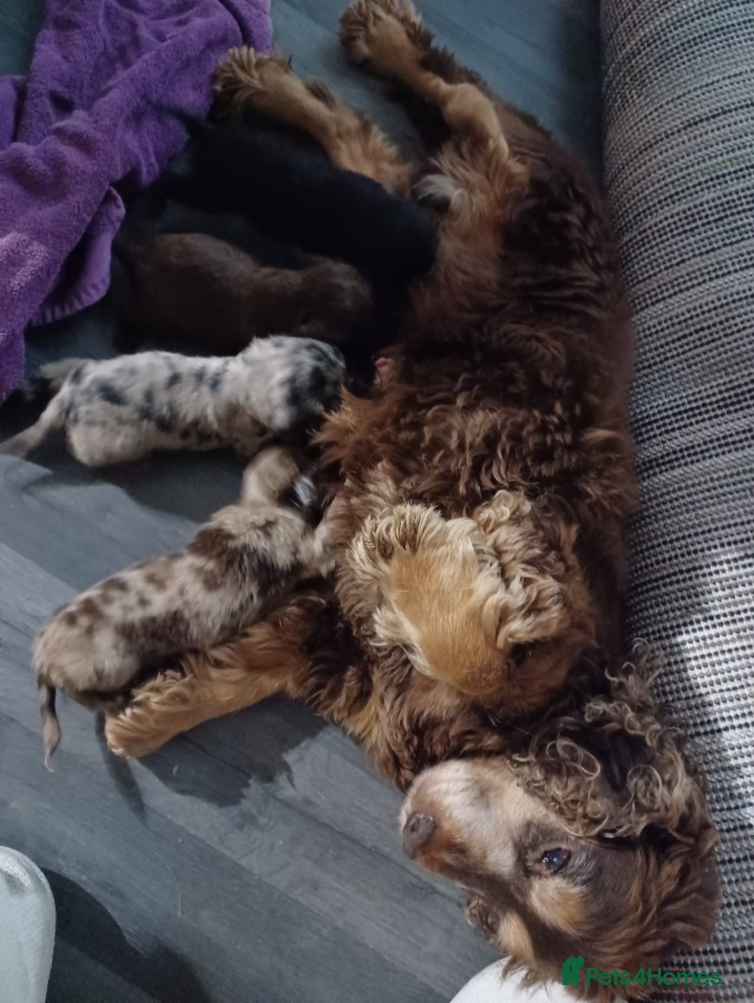 Cocker Spaniel dogs for sale: Cocker spaniel  puppies  - Advert 1