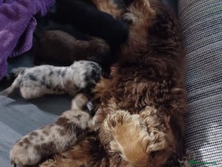 Cocker Spaniel dogs for sale: Cocker spaniel puppies - Advert 1