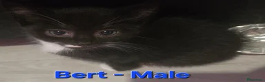 Bert