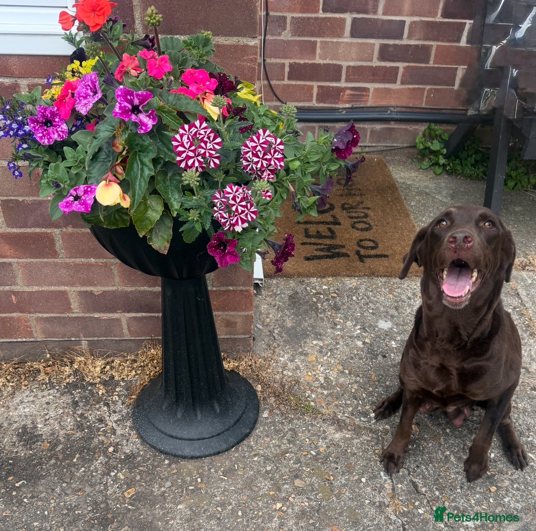 Labrador Retriever dogs for sale: 2 Yellow Females 👀🏡 in Boston - Image 12