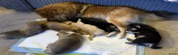 Pomchi dogs for sale: Stunning Pomchi Male Puppies - Advert 8