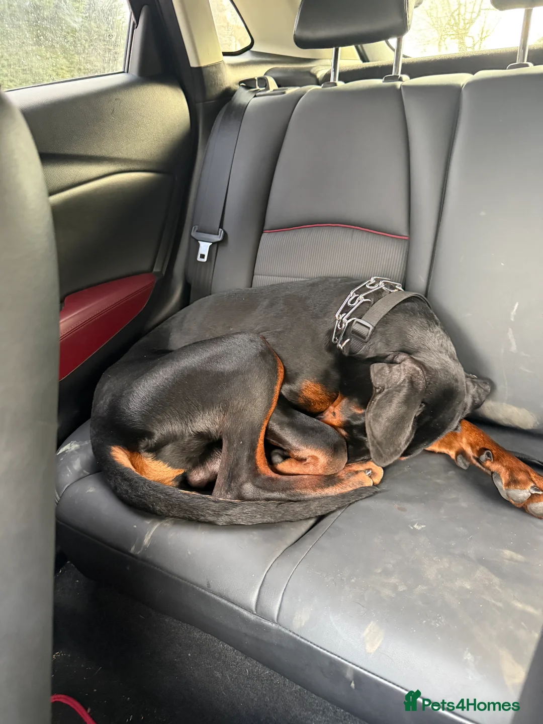 Dobermann dogs for sale: 8 Month Old Doberman - Advert 11