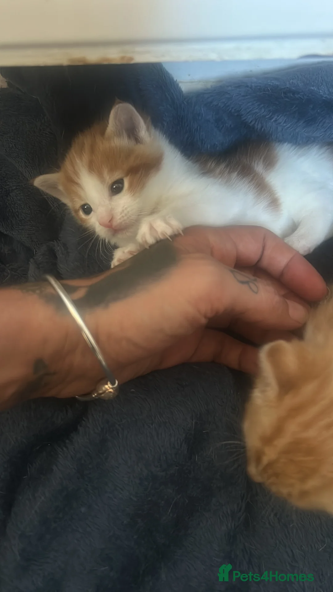 Mixed Breed cats for sale: White and Ginger female only available !!!! - Advert 1