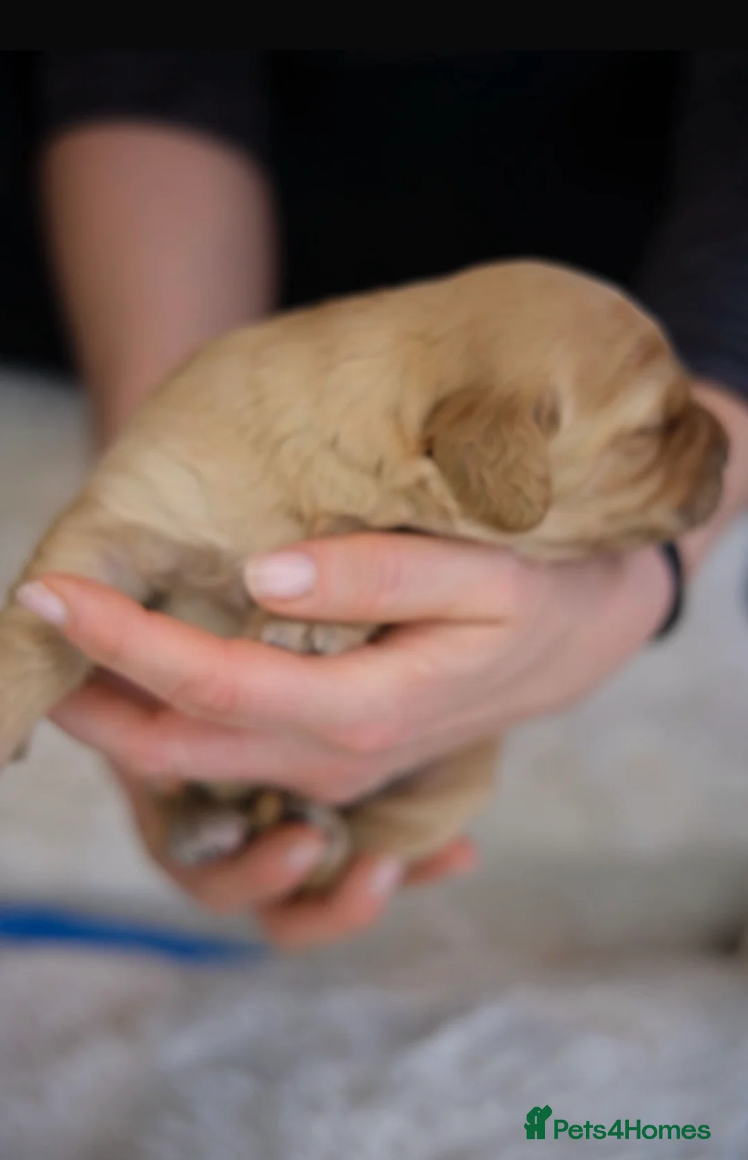 Mini Goldendoodle dogs for sale: Stunning F1 Miniature Goldendoodle puppies - Advert 2