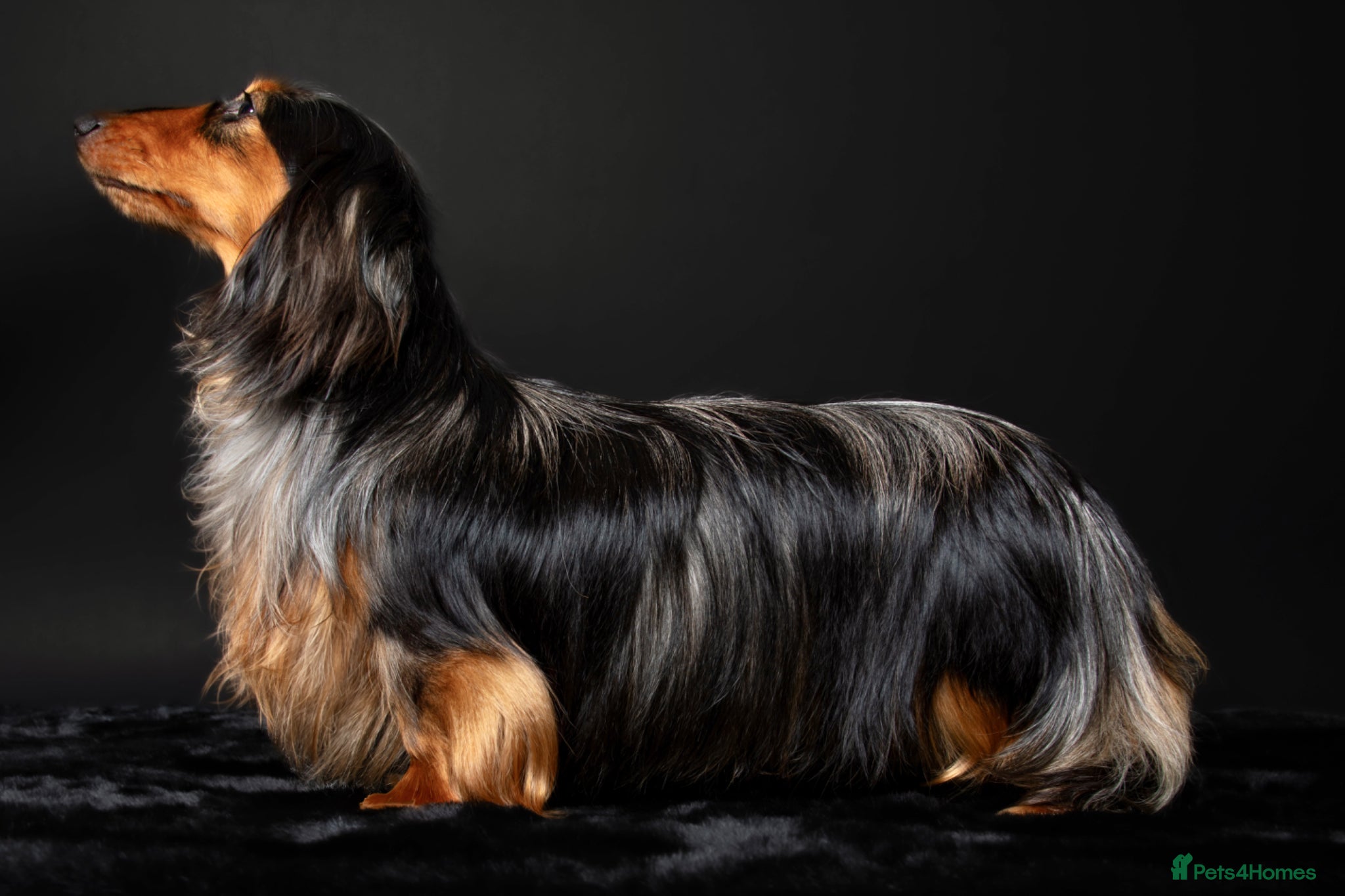 Miniature Dachshund dogs 🏆 KC REG - Health tested - International lines 🏆 - Advert 7