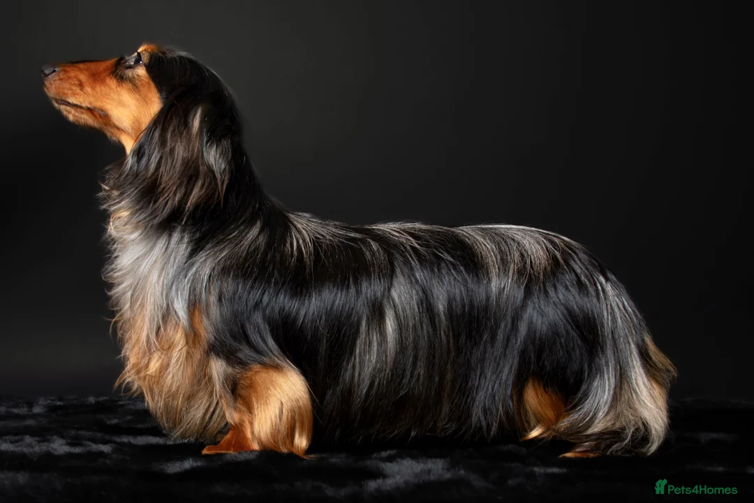 Miniature Dachshund dogs for stud: 🏆 KC REG - Health tested - Continental lines 🏆 - Advert 1