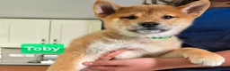 Japanese Shiba Inu dogs for sale: Foxy little shibas - Advert 20