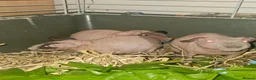 Guinea Pig rodents for sale: 4 male skinny pig boars - Advert 16