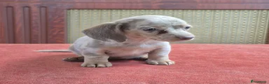 Dachshund 3
