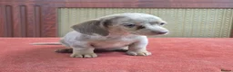 Dachshund dogs for sale: Gorgeous puppies - Advert 6