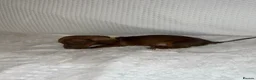 Dachshund dogs for sale: 🐾 Daxie & Chocolate’s Beautiful Puppies ! - Advert 8