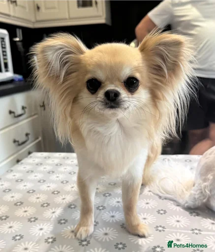 Gallery Image {{count}}