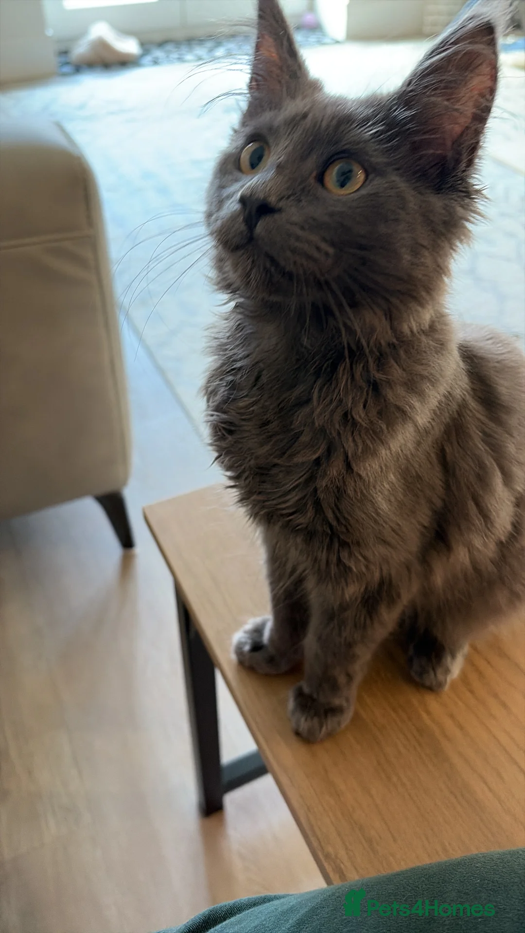 Mixed Breed cats for sale: Maine coon cross kitten - Blue male  - Advert 4