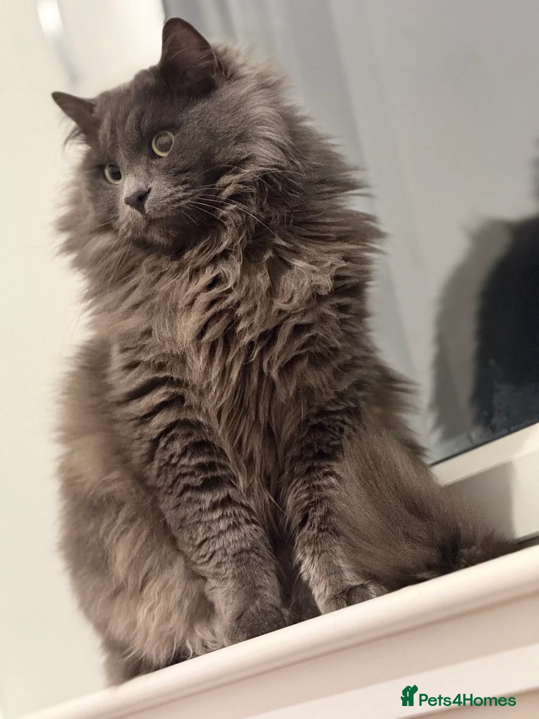 Nebelung cats for sale: Meet Prinze - Advert 14