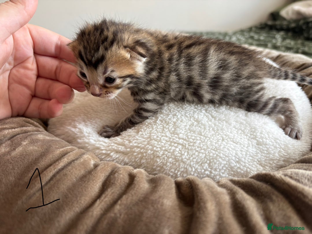 Bengal cats for sale: Bengal kittens - Image 5