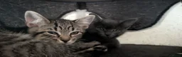 Mixed Breed cats for sale: Adorable Kittens Ready for Their Forever Homes! - Advert 11