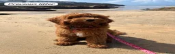Cavapoo dogs for sale: Beautiful F1b Red Cavapoo Puppies - Advert 14