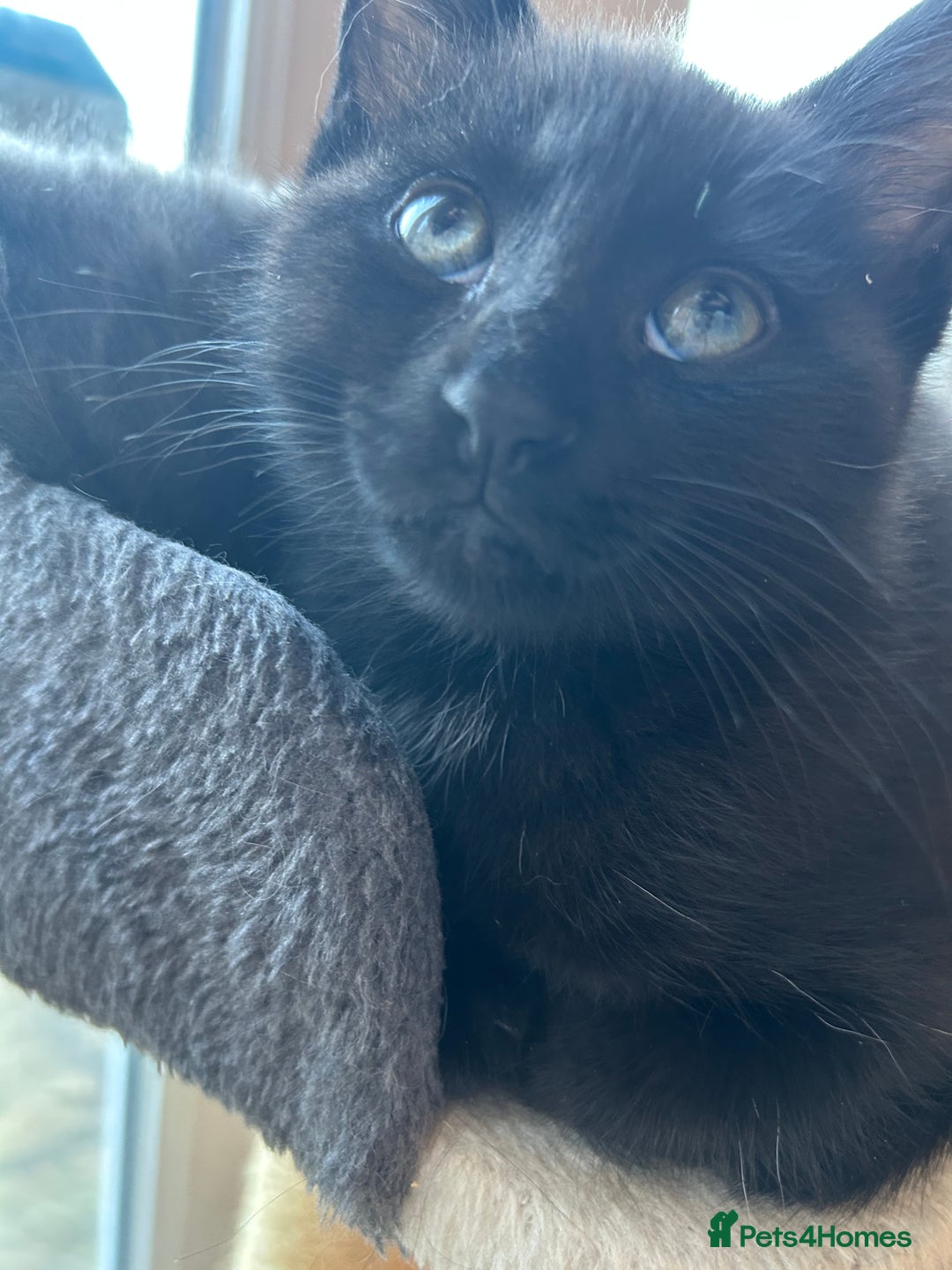 Maine Coon cats for sale: Only 2 kittens left - Maine Coon cross kittens RTL - Advert 6