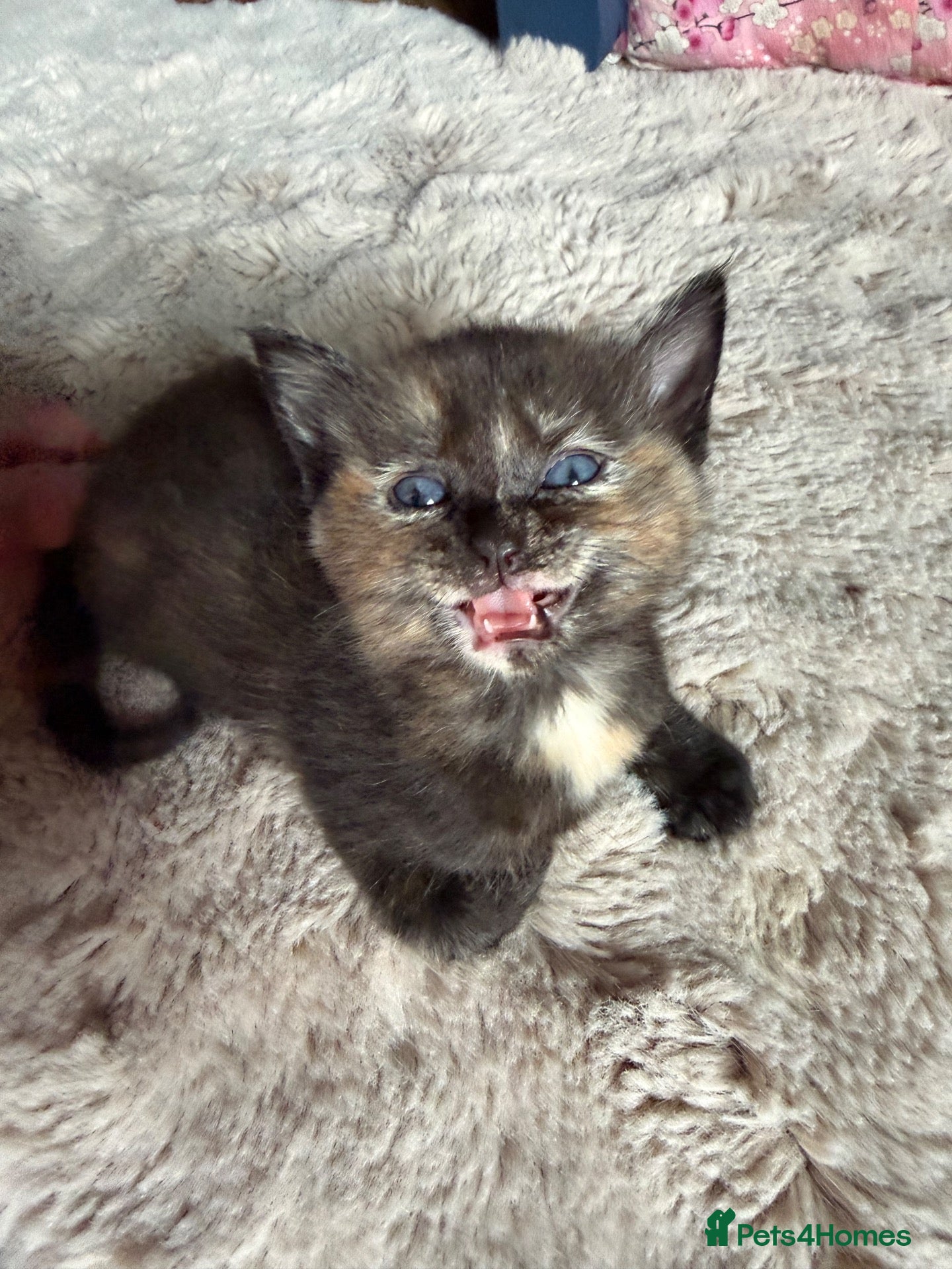 Mixed Breed cats Loving Ragdoll Cross Ginger Tortie Tabby Kittens - Advert 2