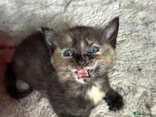 Mixed Breed cats Loving Ragdoll Cross Ginger Tortie Tabby Kittens - Advert 2