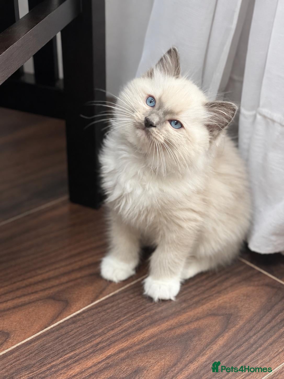 Ragdoll cats Blue mitted male kitten for sale - Advert 1