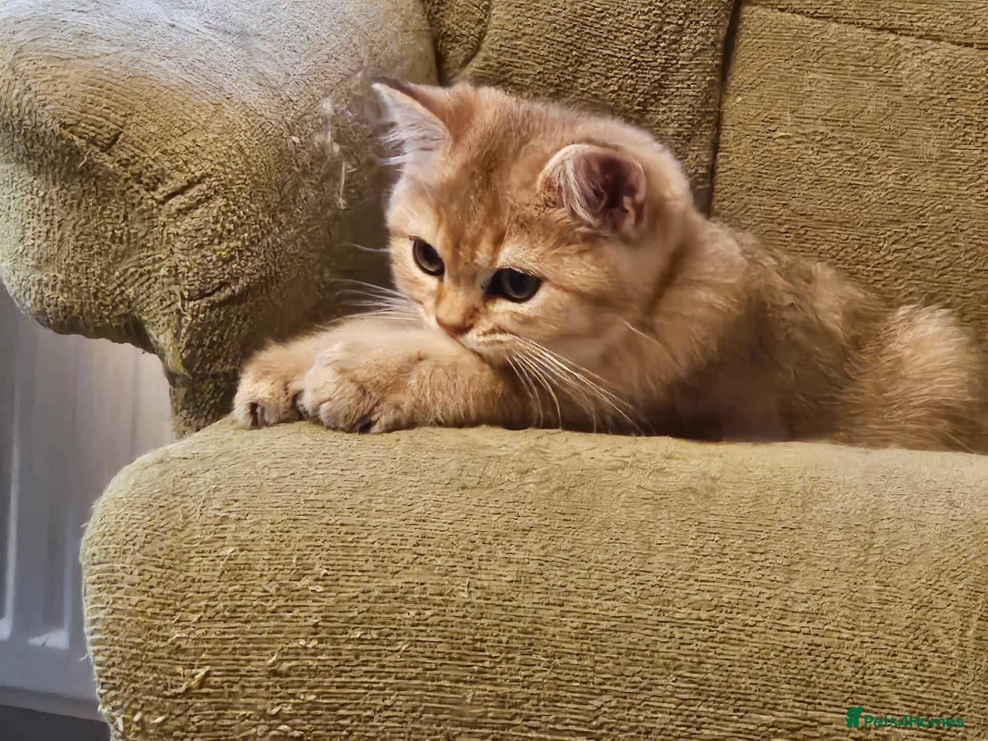 British Shorthair cats Stunning Purebred Golden BSH Kittens - only 1 left - Advert 1