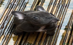 French Bulldog dogs for sale: French bulldog pups KC Reg - Image 1