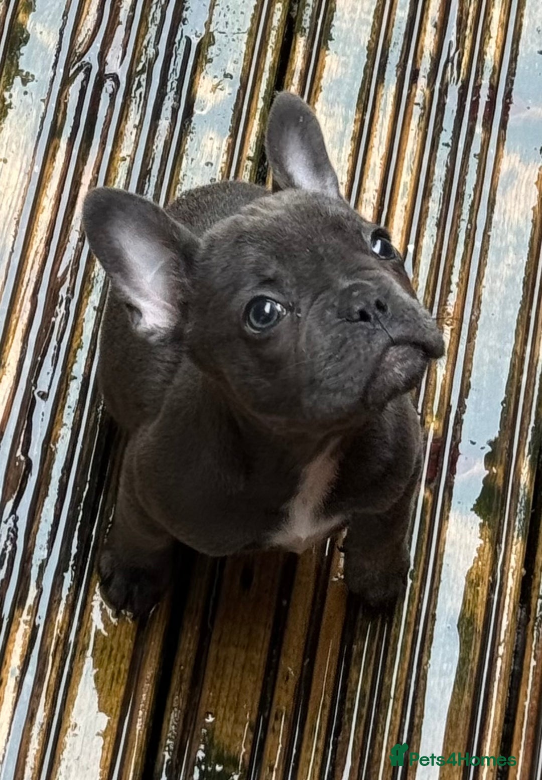 French Bulldog dogs for sale: French bulldog pups KC Reg - Image 1
