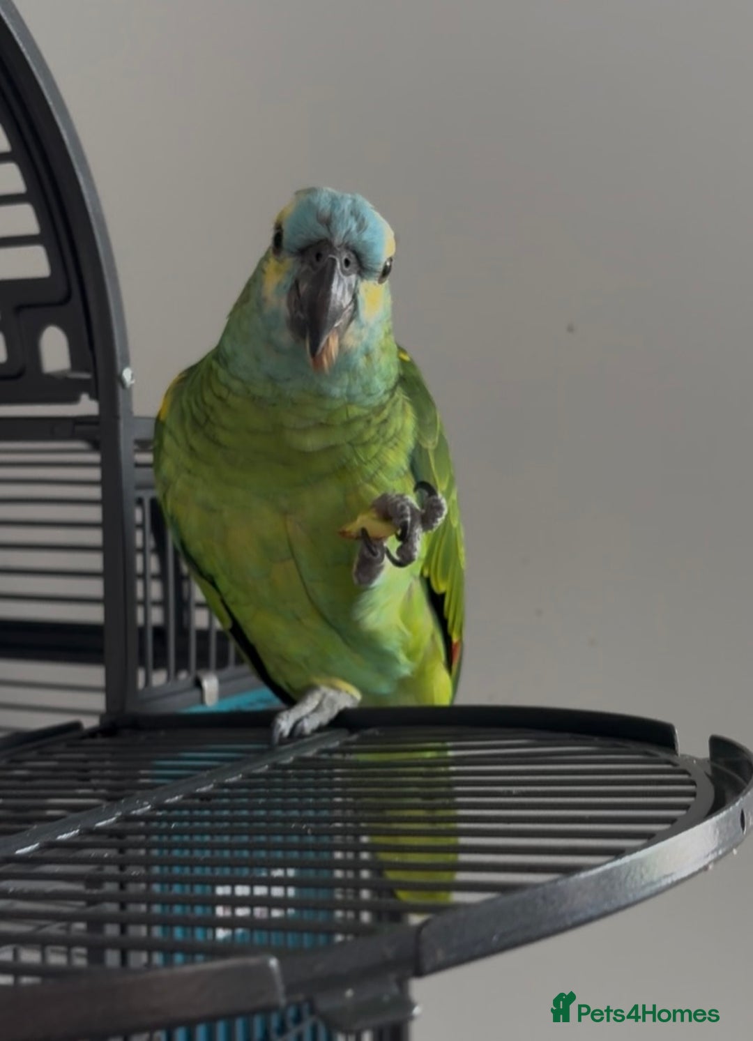 Parrots birds for sale: Bluey Blue fronted parrot - Advert 2