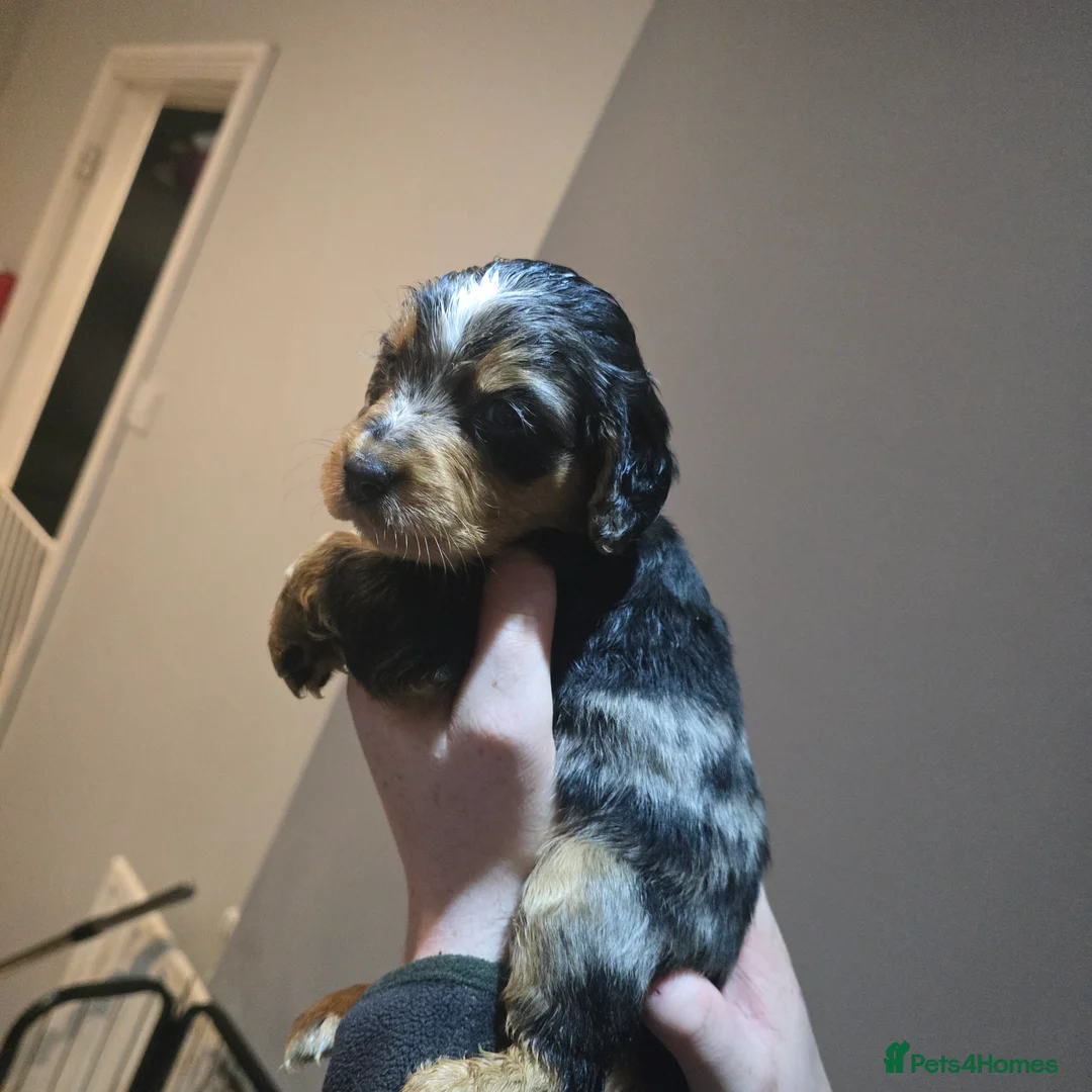 Cocker Spaniel dogs for sale: Cocker spaniel puppies for sale  - Advert 14