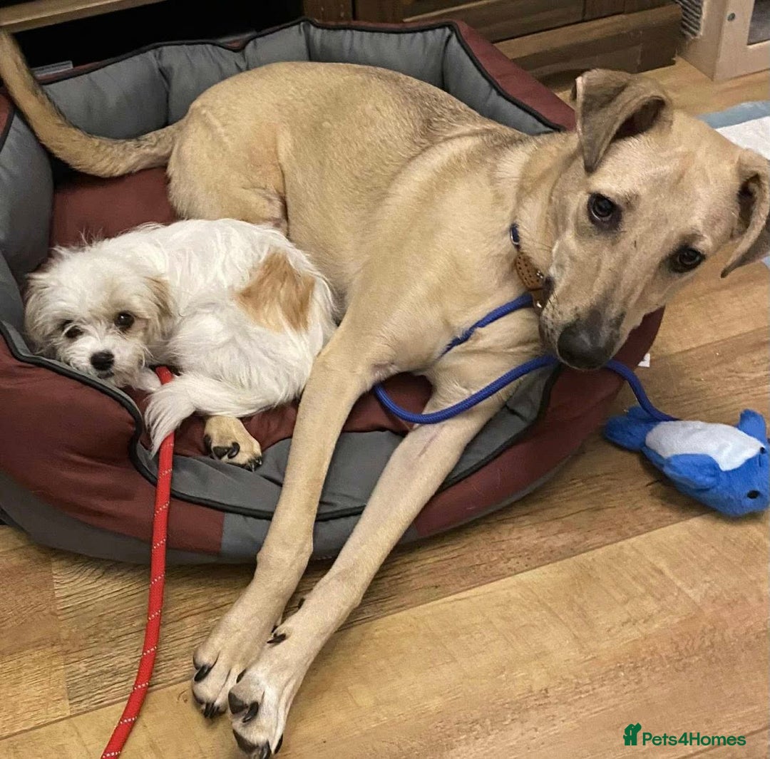 Mixed Breed dogs for adoption: 🐾 Meet Stanley (Eros) 🐾 - Image 2
