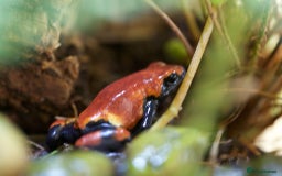 Frog reptiles for sale: DART FROGS for re-homing. - Image 3