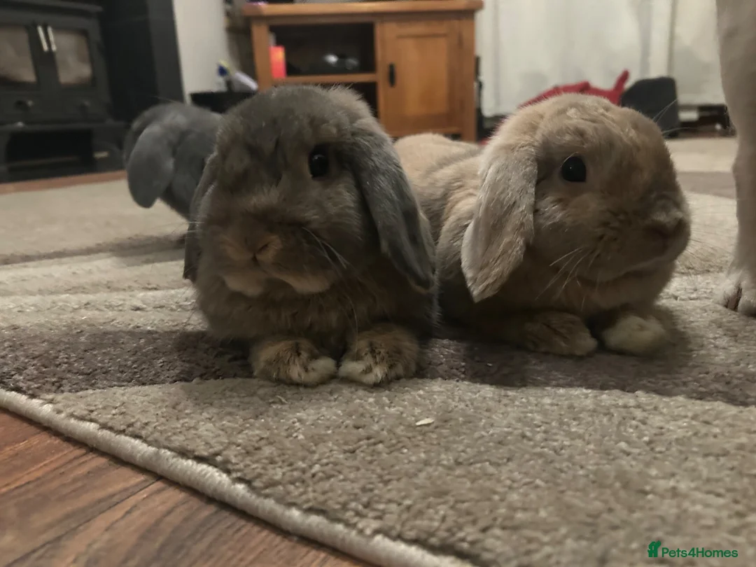 Dwarf Lop rabbits for sale: Rabbits for rehoming. in Newport - Advert 1