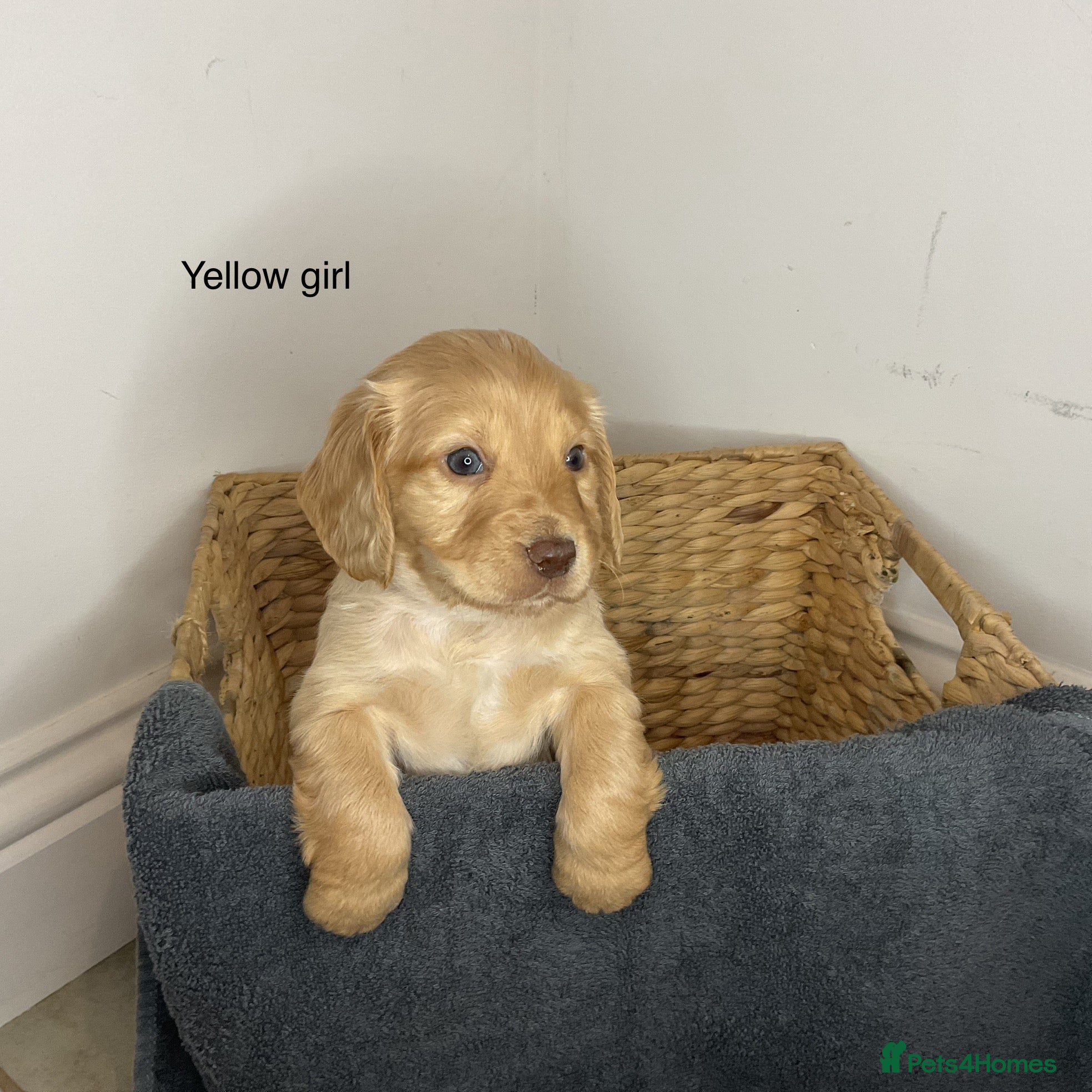 Cocker Spaniel dogs Hereditary clear working cocker spaniels - Advert 3