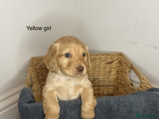 Cocker Spaniel dogs Hereditary clear working cocker spaniels - Advert 1