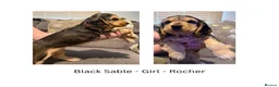 Cocker Spaniel dogs for sale: English Cocker Spaniel Puppies - Advert 13