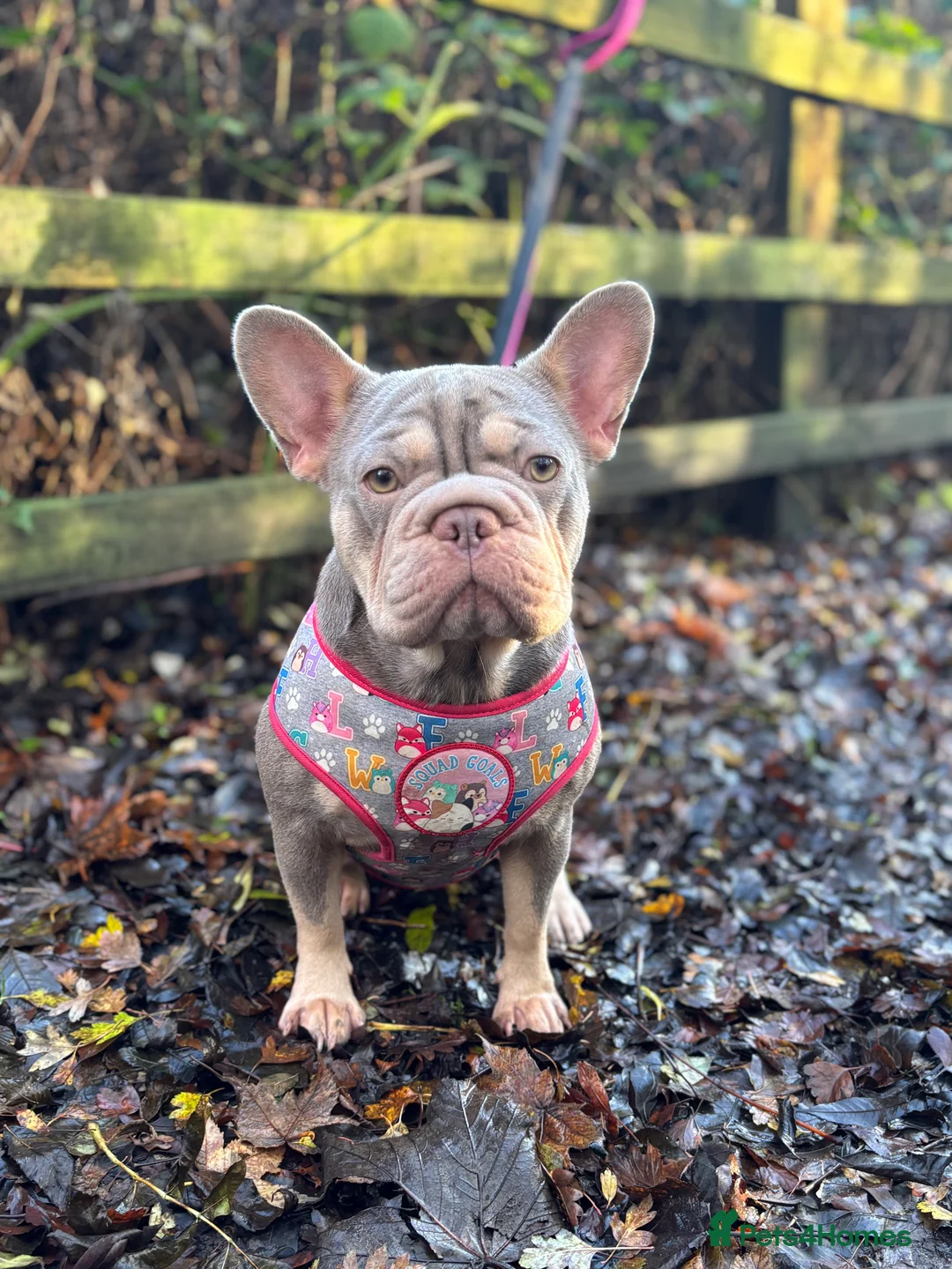 French Bulldog dogs for sale: Isabella NEWSHADE French bulldogs - Advert 9