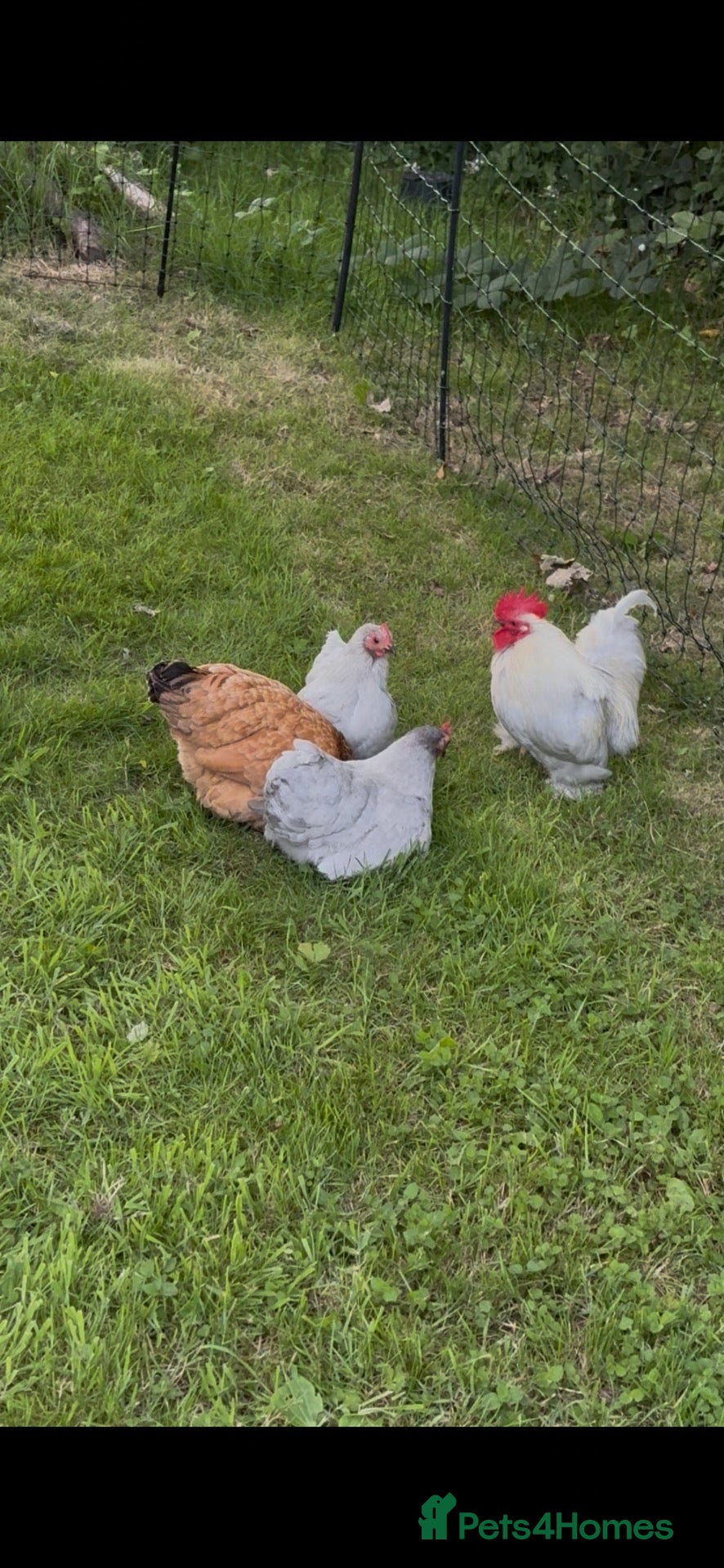 Chickens poultry Pekin bantams for sale, adult and chicks - Advert 1